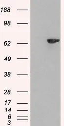 LNK antibody, N-term