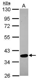 SPOCK3 antibody [N2C3]