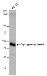 Glycogen synthase 1 antibody
