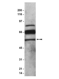 PEDF antibody