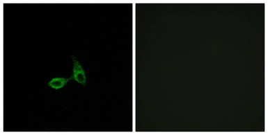 CDH24 antibody