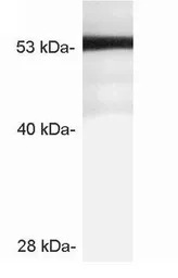 STARD3 antibody