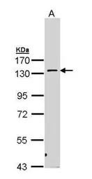 PKN2 antibody [N1N3]