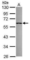 RNF36 antibody [C1C3]