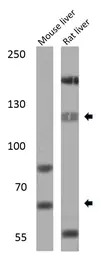SREBP1 antibody