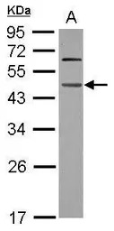 WDR4 antibody