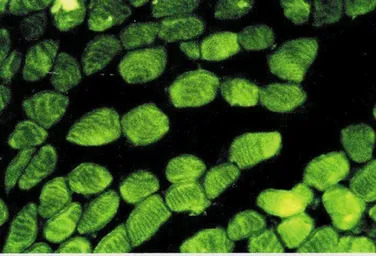 Actin antibody [AC-40]