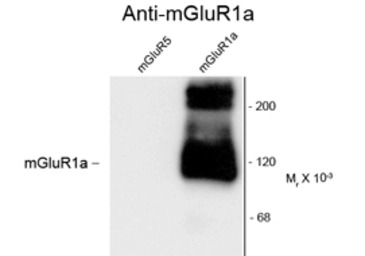 mGluR1a antibody