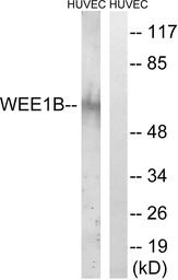 WEE2 antibody