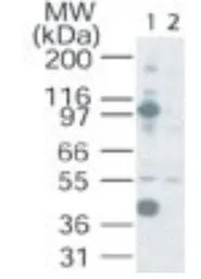 NFAT2 antibody