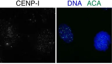 CENPI antibody, N-term