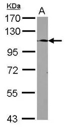 TLR9 antibody [N2], N-term