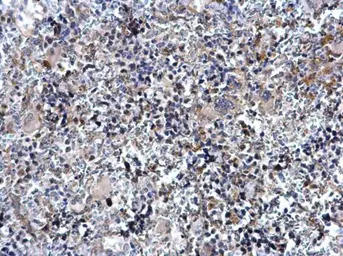 TAL1 antibody [C2C3], C-term