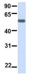 BTN2A1 antibody, N-term