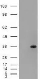 EpCAM antibody [4G10]