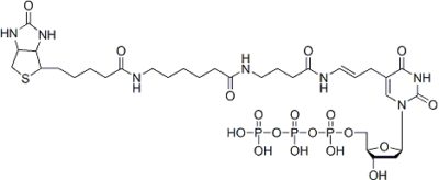 生物素-16-DUTP, 1 MM IN PH 7.5 TR