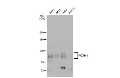 FOXM1 antibody