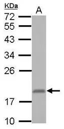 RNF181 antibody