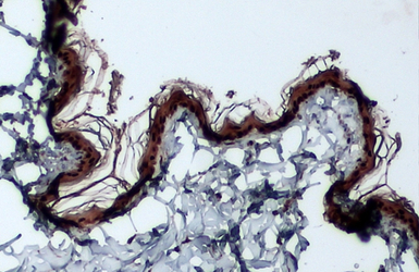 Cytokeratin 8 antibody [N1N3]