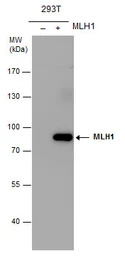 MLH1 antibody [N1N3]