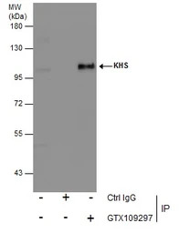 KHS antibody [N3C1], Internal