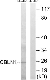 CBLN1 antibody