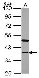 Annexin A13 antibody [N1], N-t