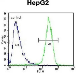 HEXA antibody, N-term