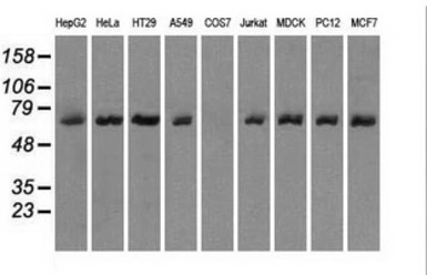 LTA4H antibody [8F4]