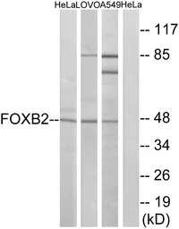 FOXB2 antibody
