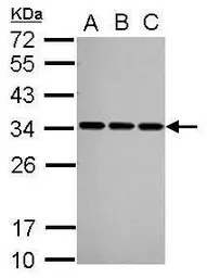 SNRPA antibody