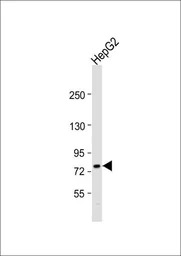 ABCG1 antibody, Internal