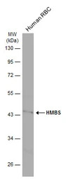 HMBS antibody [N2C3]