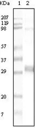 NPT antibody [4B4D1]