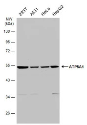 ATP5A1 antibody [C2C3], C-term