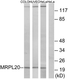 MRPL20 antibody