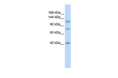 DHX30 antibody, N-term