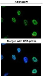 TAP antibody [N1N2], N-term