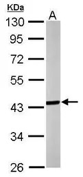 Septin 3 antibody [N2C3]