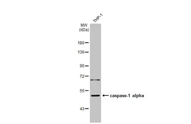 Caspase 1 antibody [N1N3]