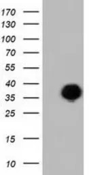 FAM84B antibody [4A4]