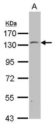 PSD antibody [C1C3]