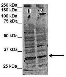 INSIG1 antibody, Internal