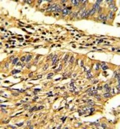 Hsp 60 antibody, N-term