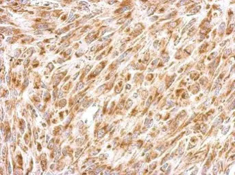 Prohibitin 2 antibody