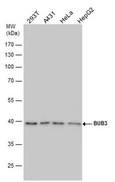 BUB3 antibody [N1C1]