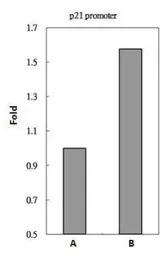 HDAC3 antibody [C3], C-term