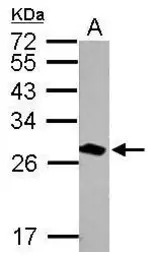 14-3-3 theta antibody