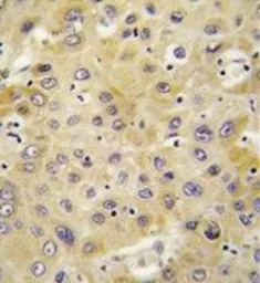 NAP2 antibody, C-term