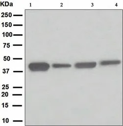 ATG4A antibody [EPR4122]